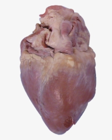 Offal, HD Png Download, Transparent PNG