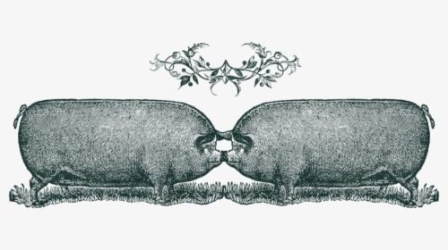Pigs - Illustration, HD Png Download, Transparent PNG