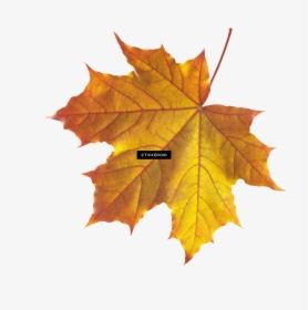 Maple Leaf Autumn Leaves Septmber September - Real Fall Leaves, HD Png Download, Transparent PNG