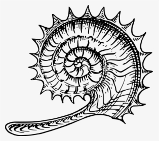 Ammonite Png Clip Arts - Line Drawings Ammonite, Transparent Png, Transparent PNG