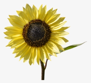 Sun Yellow Flower, HD Png Download, Transparent PNG