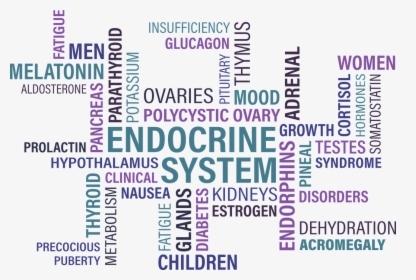 Types Of Endocrine Disorder, HD Png Download, Transparent PNG