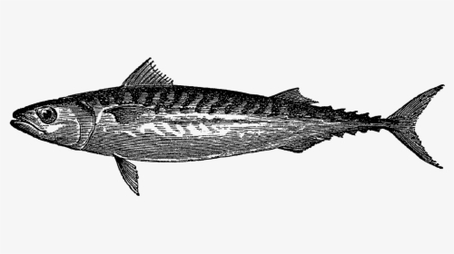Atlantic Mackerel, HD Png Download, Transparent PNG