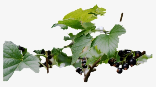 Black Currant Png Image Background - Grape, Transparent Png, Transparent PNG