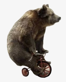 #bear #unicycle #bearonaunicycle - Bear Riding Small Bike, HD Png Download, Transparent PNG