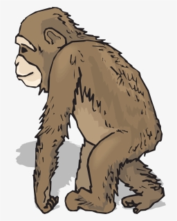 Chimpanzee Clipart Realistic - Realistic Clip Art Monkey, HD Png Download, Transparent PNG