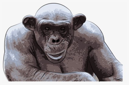 Transparent Chimpanzee Png - Ashes Hairless Chimp, Png Download, Transparent PNG