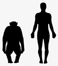 Chimpanzee Vs Human Size, HD Png Download, Transparent PNG