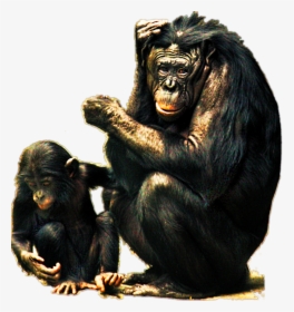103851732 - Bonobo, HD Png Download, Transparent PNG