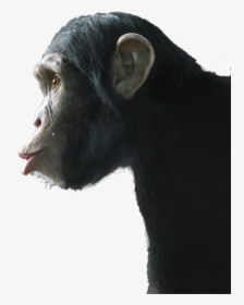 An Infinite Number Of Monkeys - Common Chimpanzee, HD Png Download, Transparent PNG