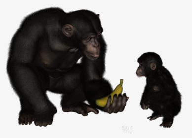 Common Chimpanzee, HD Png Download, Transparent PNG