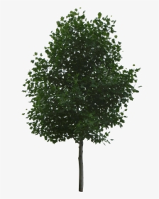 5 Photo, Img Big - Tree For Architectural Rendering, HD Png Download, Transparent PNG