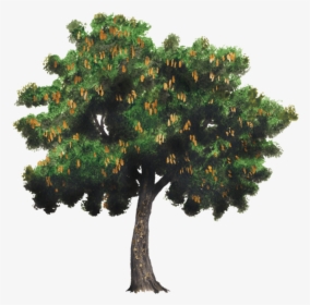 Thumb Image - Tamarind Tree Png, Transparent Png, Transparent PNG