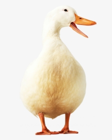 Grab And Download Goose Png In High Resolution - Transparent Duck Icon, Png Download, Transparent PNG