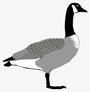 Seaduck,water Bird,livestock - Canada Goose, HD Png Download, Transparent PNG
