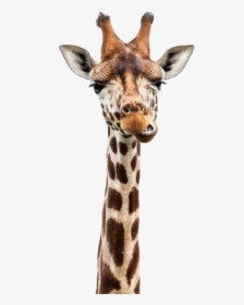 Giraffe Head Png - Usborne Books Have Shipped, Transparent Png, Transparent PNG