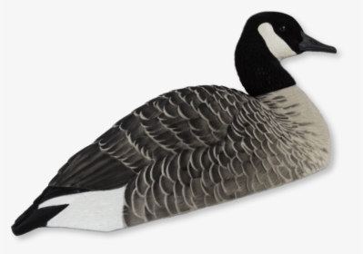 Transparent Canadian Geese Clipart - Canada Goose, HD Png Download, Transparent PNG