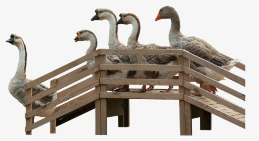 Geese Goose Stairs Stairs Free Photo - Gänsetreppe, HD Png Download, Transparent PNG