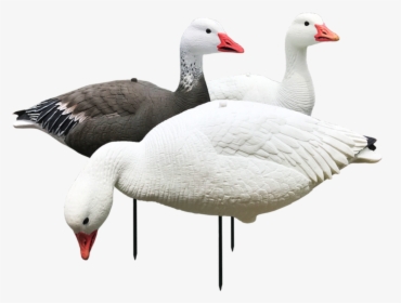 White Rock Evac Snow And Blue Goose Combo 12 Pack - Decoy, HD Png Download, Transparent PNG