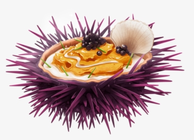 Sea Urchin - Honeybee, HD Png Download, Transparent PNG