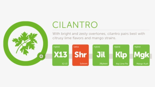 Cilantro@2x - Graphic Design, HD Png Download, Transparent PNG