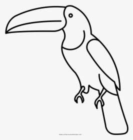 Transparent Toucan Clip Art - Pico De Animal Para Colorear, HD Png Download, Transparent PNG