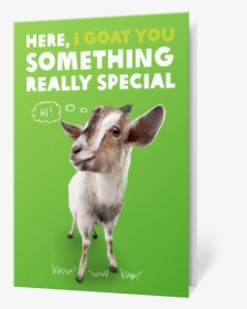 Goat Face Png, Transparent Png, Transparent PNG