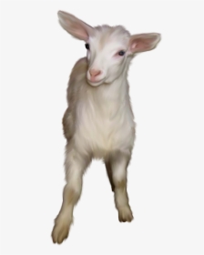 Feral Goat Snout - Chivas Animal Png, Transparent Png, Transparent PNG