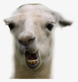 #animal #goat #happy #cute #snitsel #mehmeh #white - Llama Funny, HD Png Download, Transparent PNG
