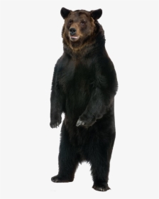 Black Bear Png, Transparent Png, Transparent PNG