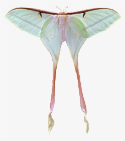 Image - Luna Moth Transparent Background, HD Png Download, Transparent PNG