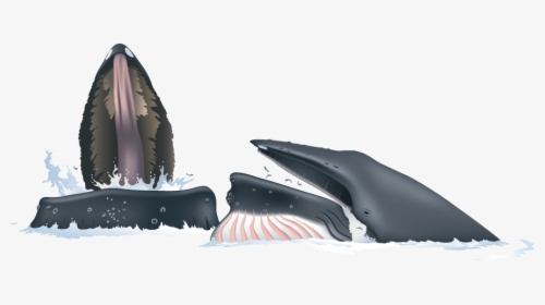 Humpback Whale, HD Png Download, Transparent PNG