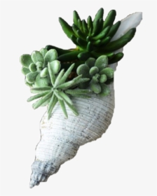 #plant #flower #green #filler #png #pngs #seashell - Succulent Plant, Transparent Png, Transparent PNG