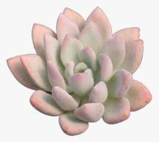#trendy #succulent #plant #pink #basic #vsco #png #pngs - White Mexican Rose, Transparent Png, Transparent PNG