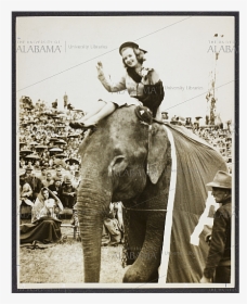 Did Alabama Ever Have A Real Elephant, HD Png Download, Transparent PNG
