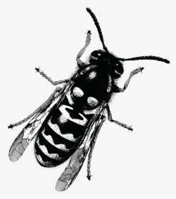 Yellow Jacket Was Conceptualized After A Tragic Robbery - Bee, HD Png Download, Transparent PNG