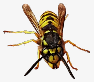 Drawing Insects Yellow Jacket Wasp - Wasp, HD Png Download, Transparent PNG