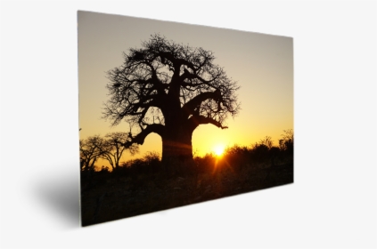 Tree In Bubble Sunset, HD Png Download, Transparent PNG