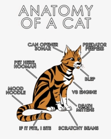 Anatomy Of A Cat, HD Png Download, Transparent PNG