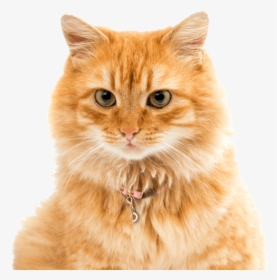Ginger Manx Cat Long Haied, HD Png Download, Transparent PNG