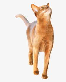 Abyssinian Cat, HD Png Download, Transparent PNG