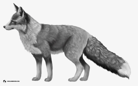 Platinum-colored Red Fox - Red Fox Png, Transparent Png, Transparent PNG
