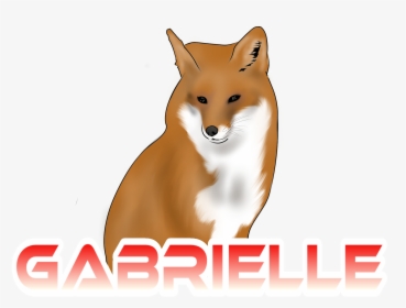 She Started These Videos With Me At The Age Of - Red Fox, HD Png Download, Transparent PNG