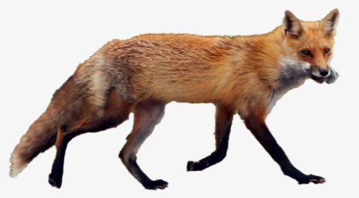 Fox Transparent Image - Red Fox, HD Png Download, Transparent PNG