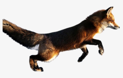 Animal Fox In Action, HD Png Download, Transparent PNG