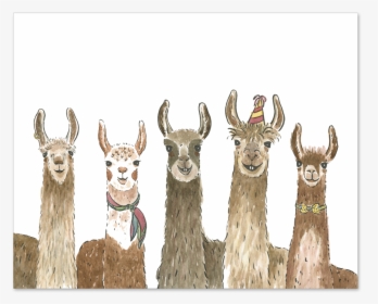 Party With These Llamas - Llama Birthday Card 30, HD Png Download, Transparent PNG