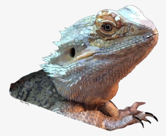 Sagebrush Lizard, HD Png Download, Transparent PNG