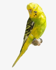 Parakeet Yellow Green Bird Parrot Pet Transparent Backgroung, HD Png Download, Transparent PNG