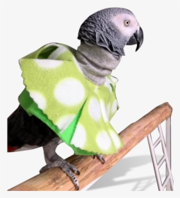 Parrot Poncho For Feather Picking Help   Class - Macaw, HD Png Download, Transparent PNG