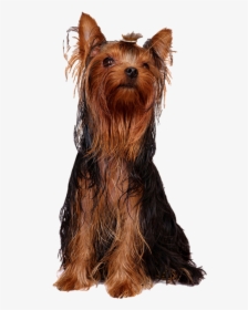 Yorkshire Terrier Australian Silky Terrier Australian - Yorkie Oily Hair, HD Png Download, Transparent PNG